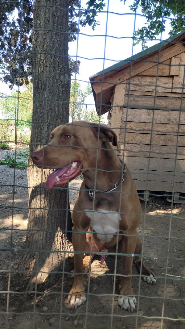 Simil Pittbull Red Nose - ZORO Foto 7
